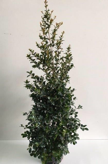Eugenia Myrtifolia presso Vivai Cantatore a Ruvo di Puglia