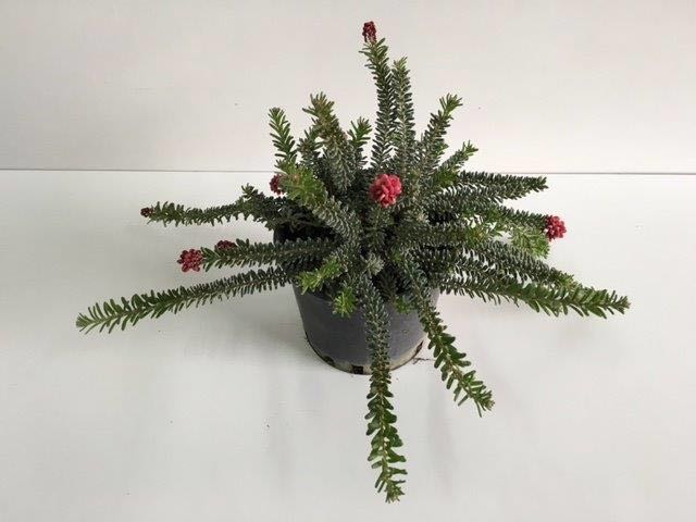 Grevillea Lanigera Mount Tamboritha