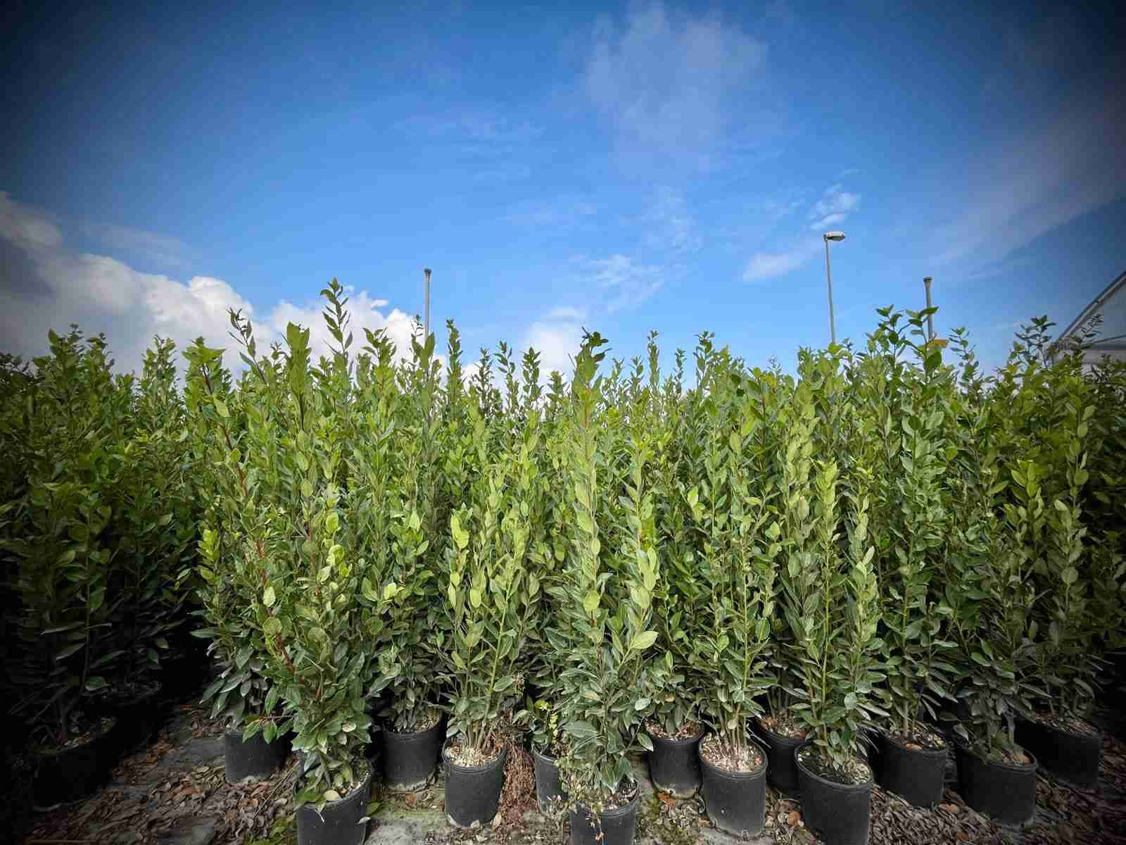 Laurus_Nobilis_5