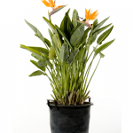 Strelitzia Reginae - Uccello del Paradiso
