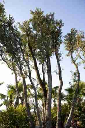 Quercus Ilex | vivaicantatore.com
