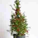 Grevillea Lanigera Rosmarinifolia Piramide