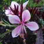 La Gaura, ovvero la pianta giusta anche per i giardinieri meno esperti!
