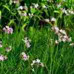 La Tulbaghia Violacea, una stupenda pianta perenne... Perfetta anche in cucina!