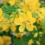 La Cassia, un pizzico di oro giallo nel tuo giardino