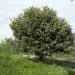 Tutto sul Quercus Ilex (Leccio) la pianta a prova di freddo