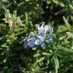 I preziosi benefici del Rosmarino (Rosmarinus Officinalis)