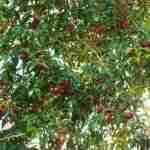 Eugenia Myrtifolia, l'arbusto sempreverde dalla bellissima fioritura primaverile.
