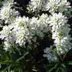 Tutto sull'Iberis Sempervirens: La pianta più semplice da coltivare. rev. 2024