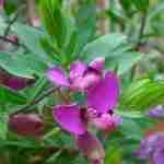 La Polygala Myrtifolia, una pianta rustica e vivace per l'autunno perfetto!