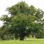 Il Quercus Robur, simbolo incontrastato dei grandi boschi europei
