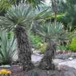 le belle tei tropici le trithrinax campestris