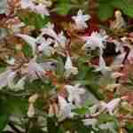 Una pianta autunnale profumata e molto decorativa, l'Abelia Grandiflora