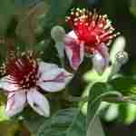 Feijoa: Il Tesoro Tropicale che Fiorisce anche in Inverno!