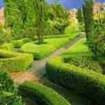Buxus Sempervirens, per una siepe naturale dall’aspetto coreografico.