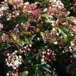 Viburnum Tinus: pianta da siepe con fioritura cangiante.
