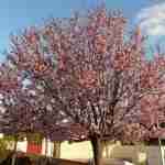 Una dama in rosa e porpora: la Prunus Pissardi