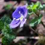La Veronica Filiformis, la pianta giusta per augurare “arrivederci” ad un amico