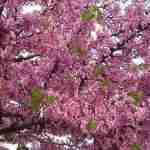 Il Cercis Siliquastrum o Siliquastro,l'albero di Giuda per un incantevole giardino fiorito.
