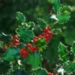 L’ Ilex Aquifolium: una magica atmosfera natalizia.