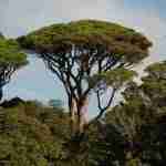 Pinus Pinea: una preziosa realtà del paesaggio mediterraneo.