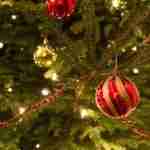 Se l'albero è vero, il Natale è magico