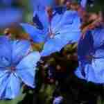 Ceratostigma Plumbaginoides: tutto l'azzurro in un fiore.