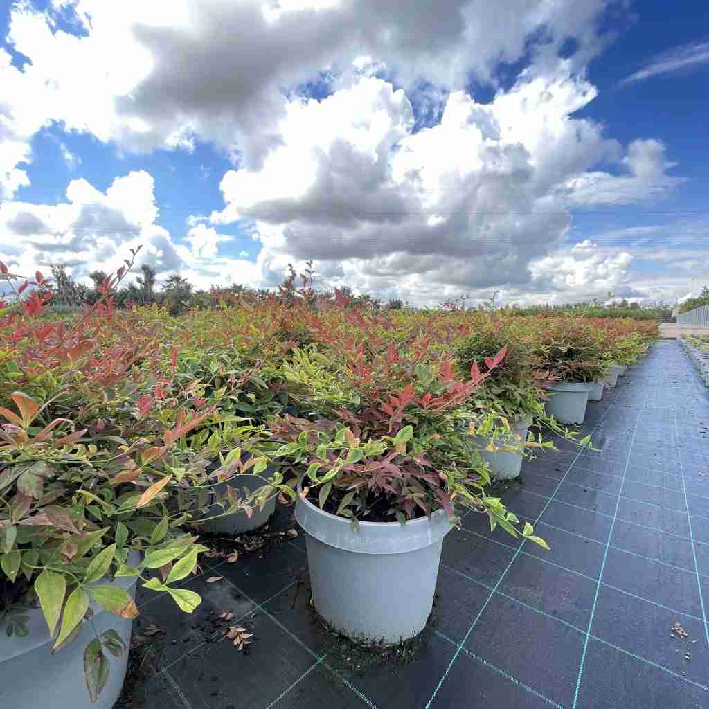 Nandina Domestica
