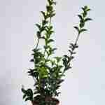 Osmanthus Aquifolium
