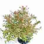 Abelia Grandiflora Confetti