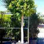 Ficus Nitida