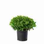 Pittosporum Tobira Nanum