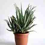 Aloe