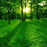 Verde: calma, serenità e armonia