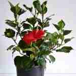 Hibiscus Sinensis