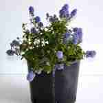 Ceanothus