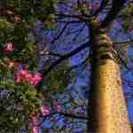 CHORISIA SPECIOSA, tronco particolare e grandi fiori.