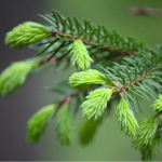 Qual è l’albero più antico del mondo?