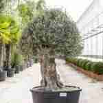Olea Europaea 'champignon'