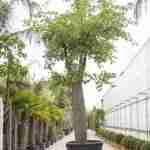 Chorisia Speciosa