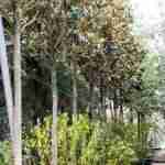 Magnolia Grandiflora