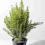 Myrtus pumila nano - Microphylla