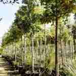Quercus Cerris (cerro)