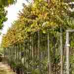 Tilia L. (tiglio)