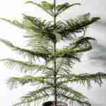 Araucaria Heterophylla