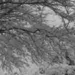 NEVE IN GIARDINO: prevenire è meglio che curare