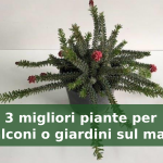 Le 3 migliori piante per balconi o giardini sul mare