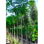 Albizia Julibrissin