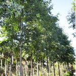 Celtis Australis