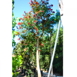 Erythrina Crista Galli (Albero del Corallo)